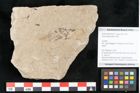 Foto (Objekt + Etikett) von Acer platanoides Linne (NHMW-GEO-2024-0188-15015)